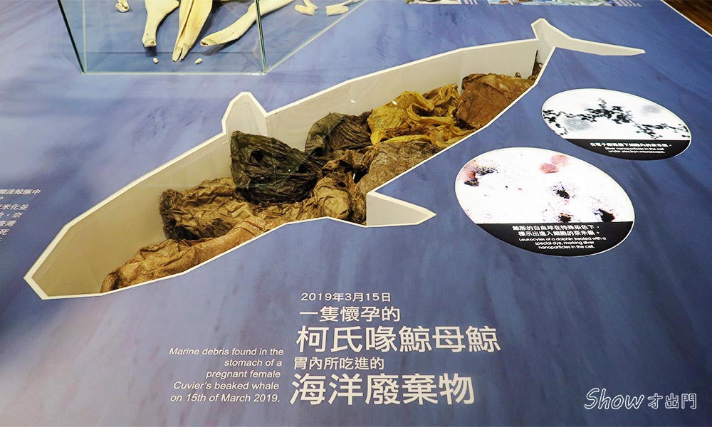 台北-海洋主題展-鯨驗值:鯨骨解密特展